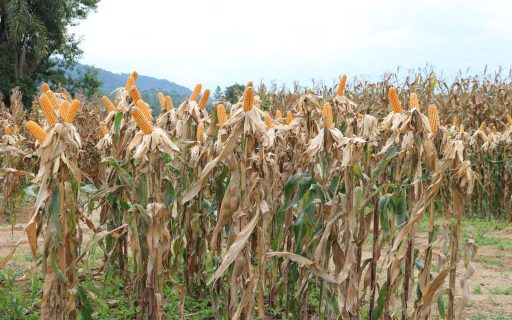 Santa Catarina debate ampliar a produção de milho na região Sul