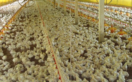 Santa Catarina amplia em 34% as exportações de carne de frango em fevereiro