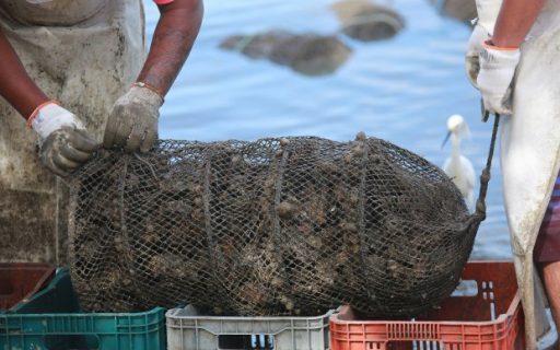 Agricultura libera todas as áreas de cultivo de moluscos em Santa Catarina