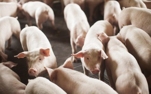 Exportação de carne suína catarinense cresce 29% no mês de julho