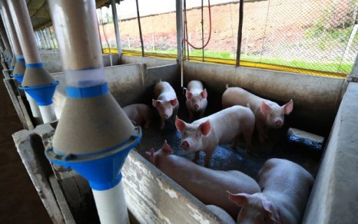 Santa Catarina reforça as ações de prevenção contra a peste suína africana
