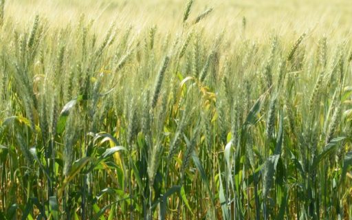 Santa Catarina aposta em crescimento de 55% na safra de trigo