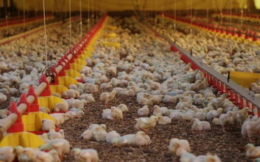 Santa Catarina bate recorde histórico nas exportações de carnes em 2022