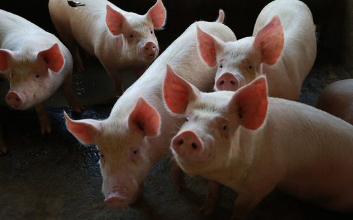 Exportações catarinenses de carne suína batem recorde histórico para o semestre