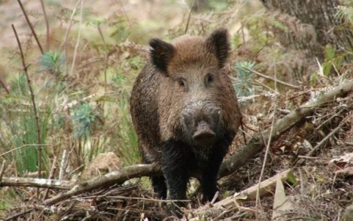 Governo do Estado regulamenta Lei para manejo sustentável dos javalis
