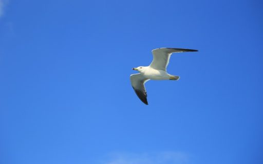 Influenza aviária: medidas de prevenção são intensificadas em período de migração de aves