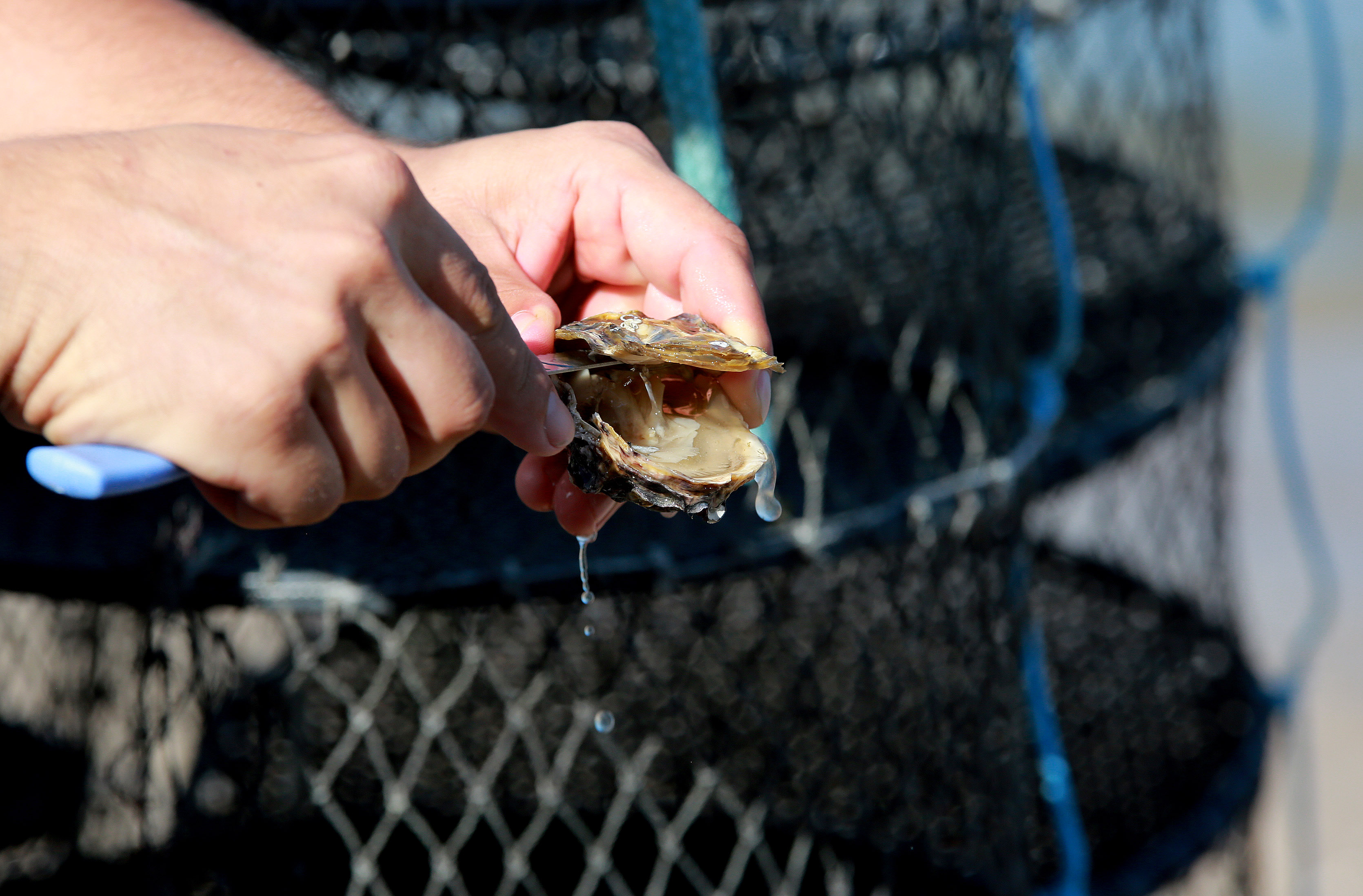 Liberação de áreas de cultivo e manutenção da interdição para a retirada, consumo e comercialização de moluscos bivalves
