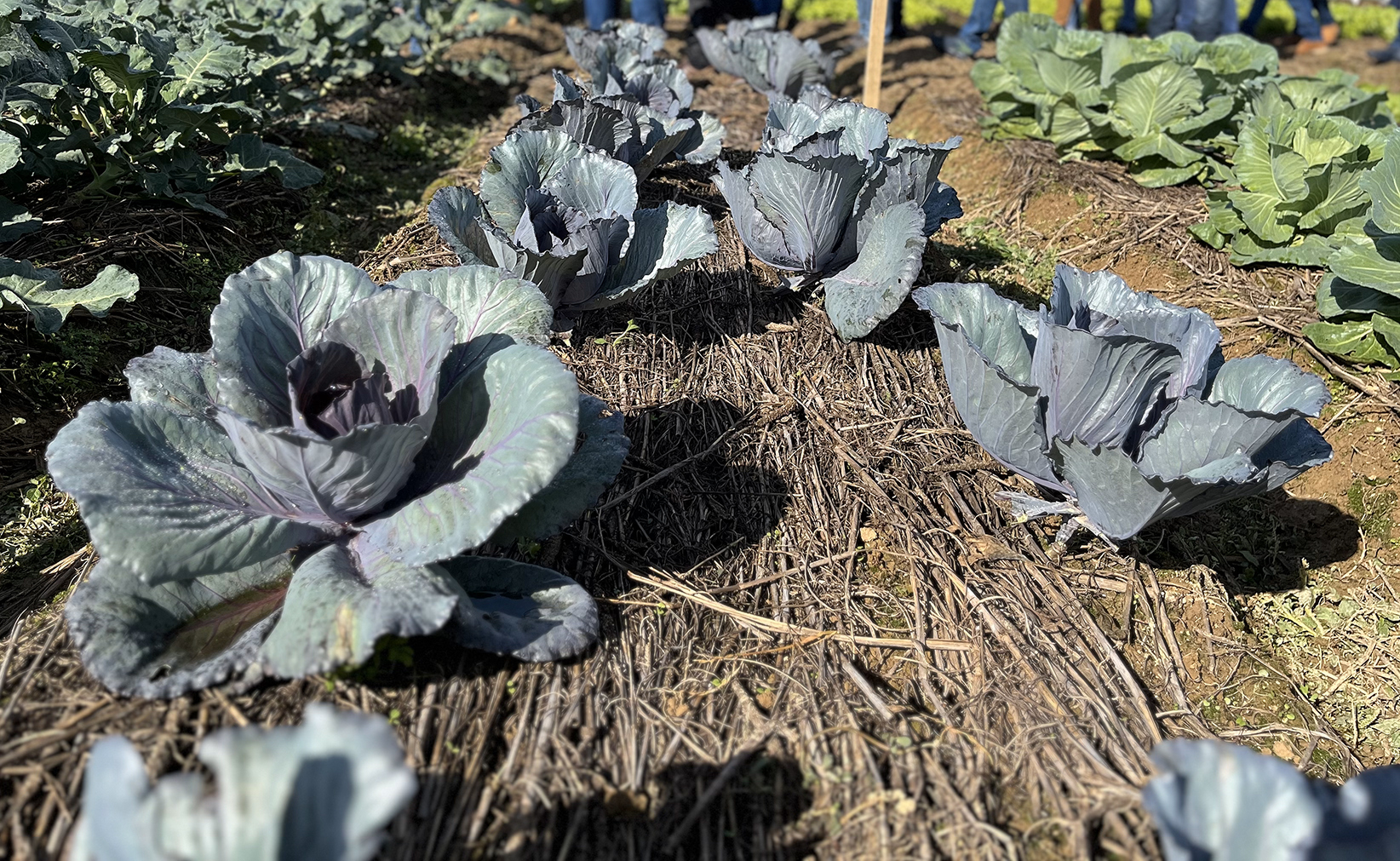 Plantio Direto: compromisso com a sustentabilidade e o futuro do Agro