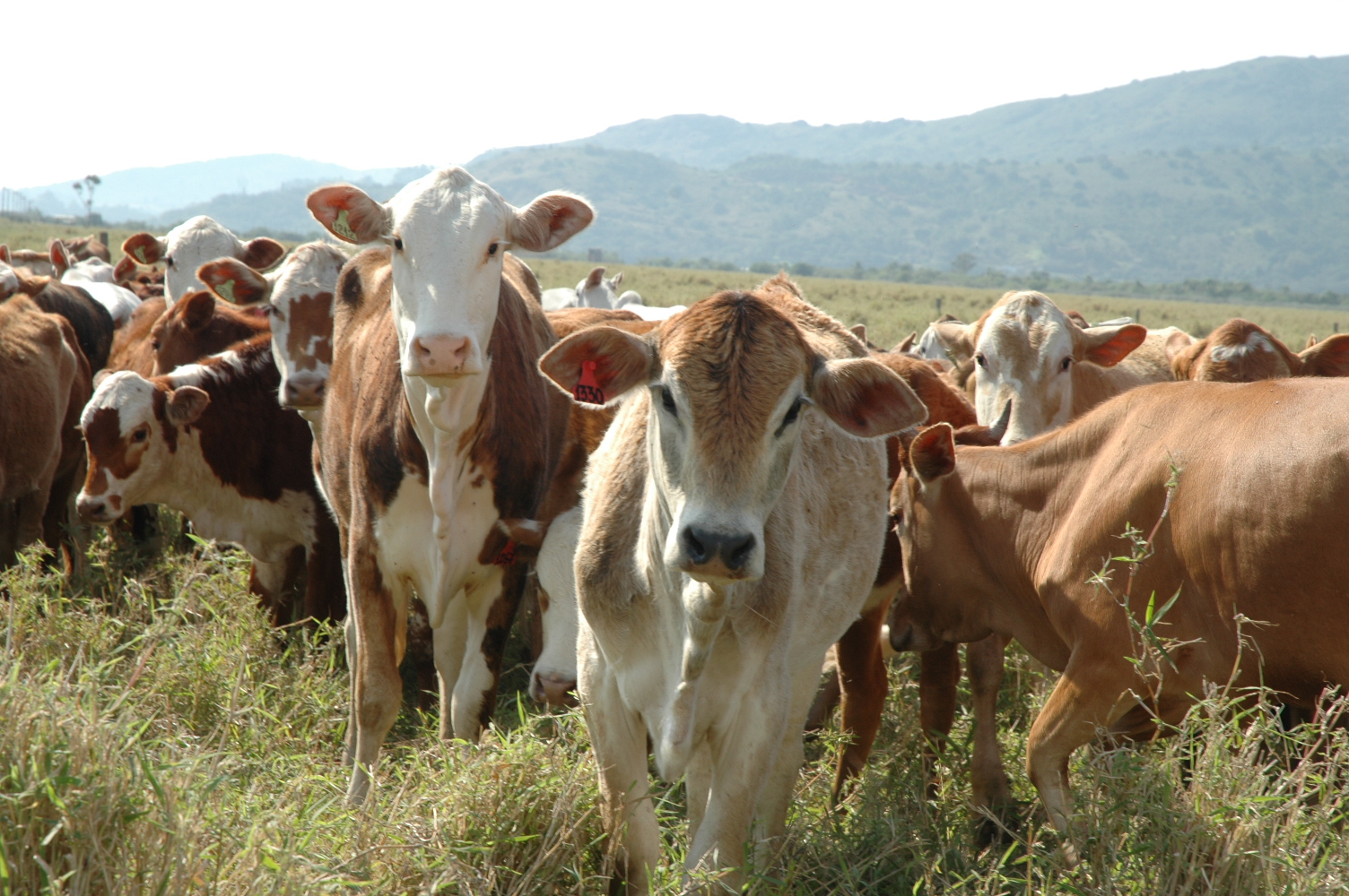 Pecuária é destaque no agronegócio catarinense em 2024