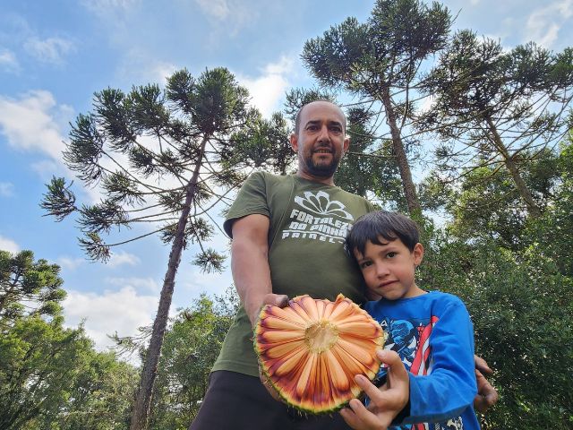Começa a colheita de pinhão em Santa Catarina