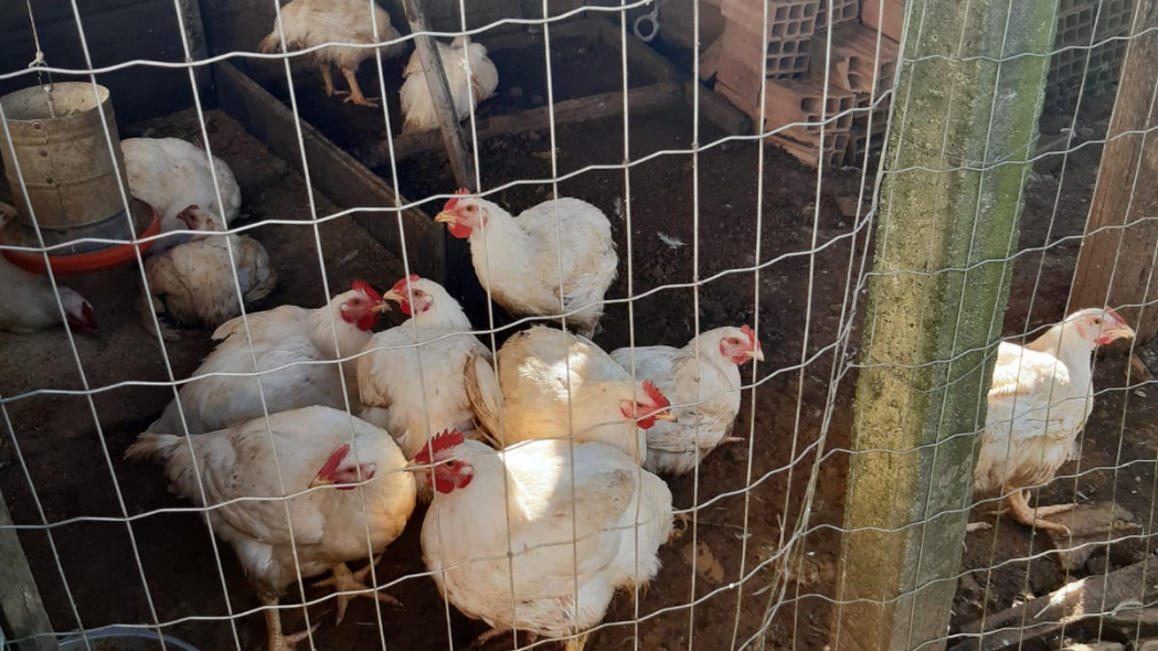 Equipes da Cidasc adotam medidas sanitárias em propriedade com foco de gripe aviária em Meleiro