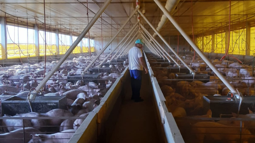 Granjas de suínos tecnificadas terão que implantar medidas de biosseguridade determinadas em nova portaria