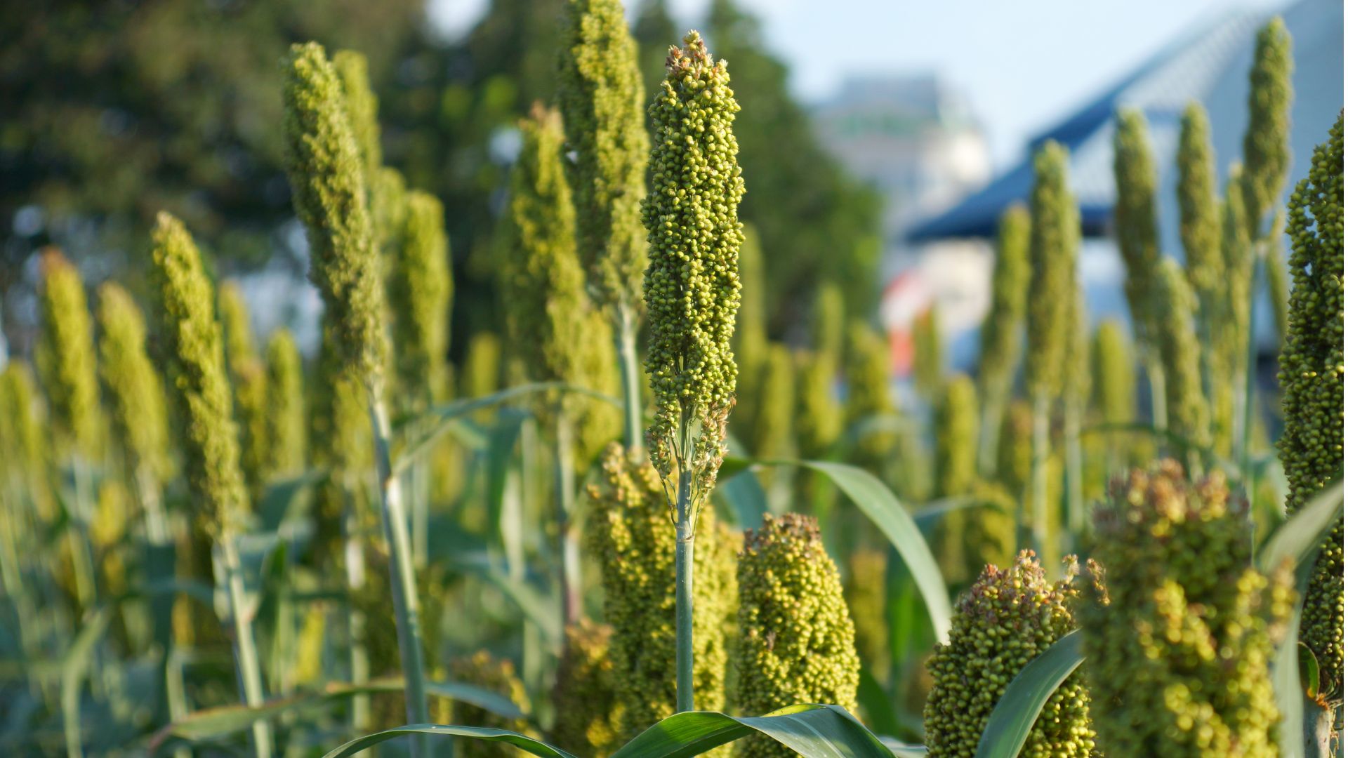 Secretaria de Estado da Agricultura e Pecuária fortalece projeto de incentivo ao cultivo de sorgo granífero para produção de ração animal