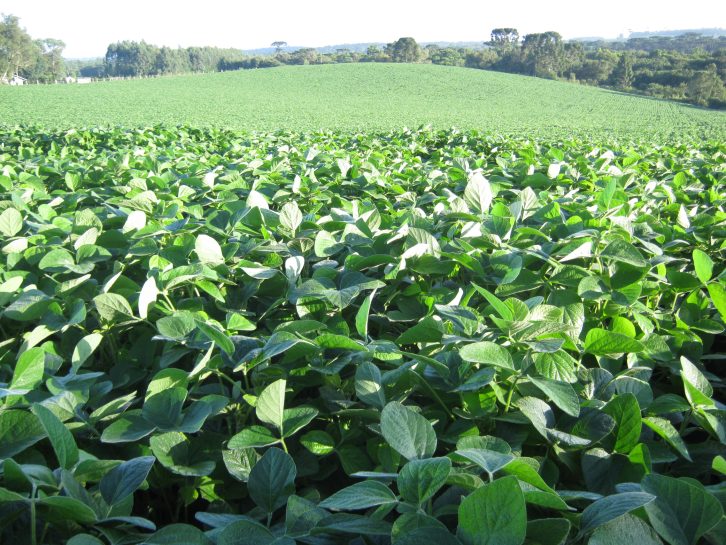 Secretaria da Agricultura e Pecuária e Cidasc regulamentam autorizações excepcionais para plantio de soja em Santa Catarina