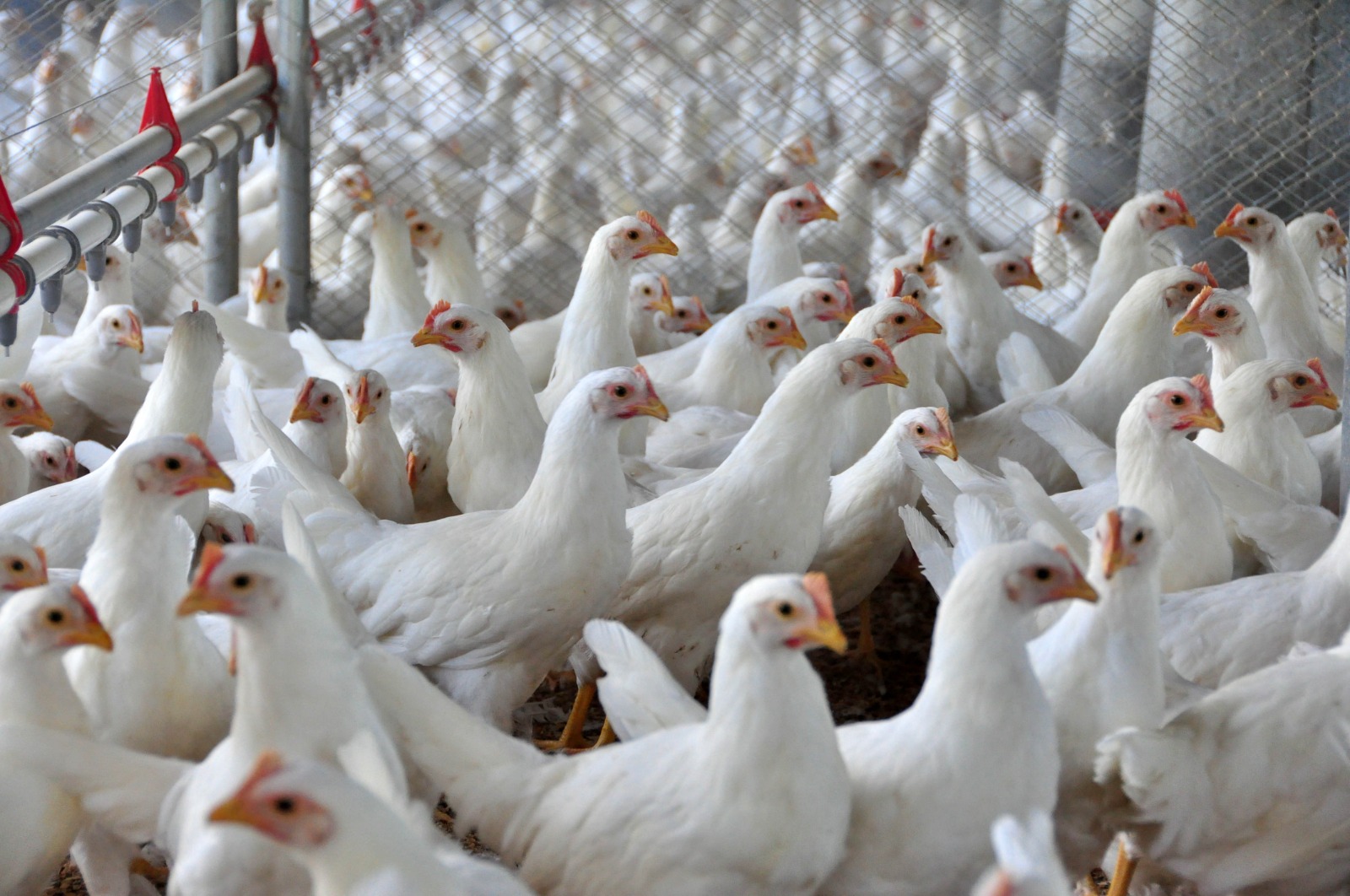 Santa Catarina exporta 2 milhões de toneladas de carnes em 2025 e bate recorde histórico no comércio internacional do setor