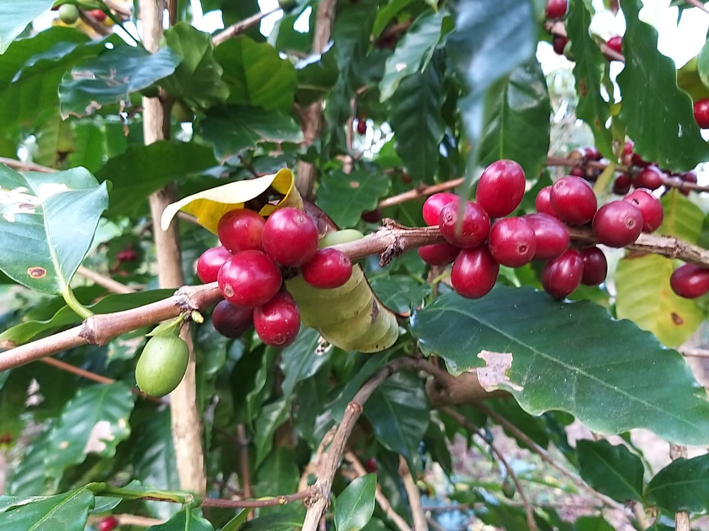 Café sombreado ganha incentivo e reforça tradição histórica em Santa Catarina