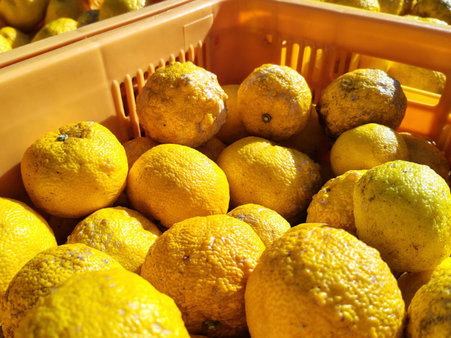 Epagri inicia estudo que abre caminho para produção comercial do limão japonês em SC
