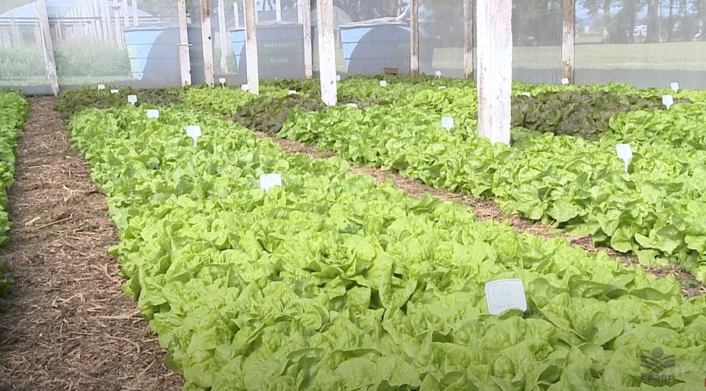 Governo do Estado amplia valorização dos alimentos orgânicos com nova regulamentação